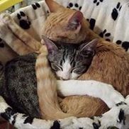 PAWSibilities Animal Rescue