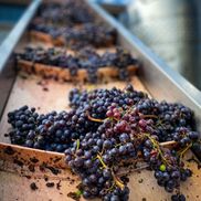 Black Ankle Vineyards