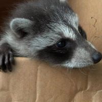 Eviction Nuisance Wildlife Control, Scottsville NY