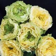 Above All Flowers LLC