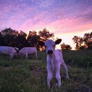 Herondale Farm