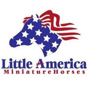 Little America Miniature Horses