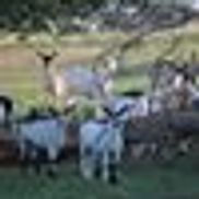 Patteran Dairy Goats, Akbash Dogs, and Kangal Dogs