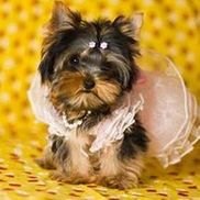 My itty best sale bitty yorkies