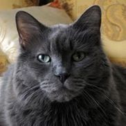 For Paws Pet Sitting