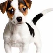 Wags Away