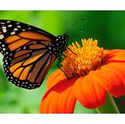 Healthy, Strong and Toxin Free