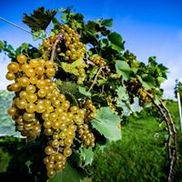 Native Trails Winery