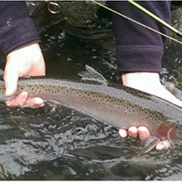 David Pyle Fly Fishing - Ketchum, ID - Alignable