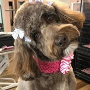 bubble and bows dog grooming