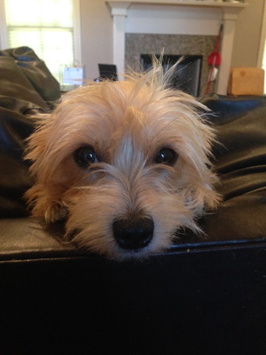 Madison Quality Pet Care, LLC, Madison MS