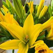 Kircher's Flowers