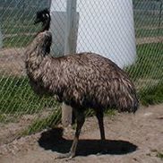Sugar Maple Emus