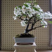 Midway Garden Center