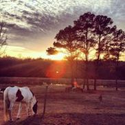 Pasture Pals Equine Rescue