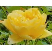 Your Golden Rose Healing