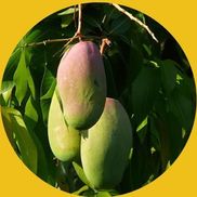 The Mango Factory