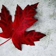 Red Maples Virtual Solutions Inc.