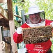 Willie The Bee Man Bee Removal Specialists