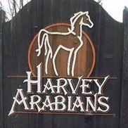 Harvey Arabians