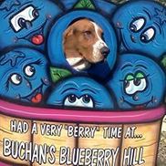 Buchan's Blueberry Hill