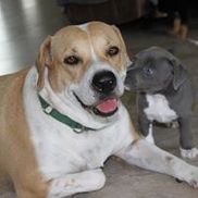 Big Hearts 4 Paws Rescue, Inc.