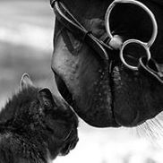 Porter Ridge Veterinary Clinic