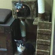 Antigo Veterinary Clinic