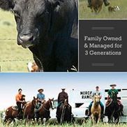 Morgan Ranch Beef