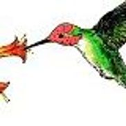 NatureScaping of SW Washington