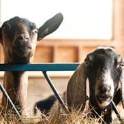 Asgaard Farm & Dairy
