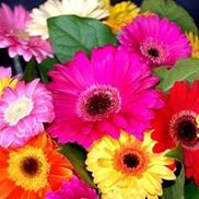 Lovebird Flowers Inc