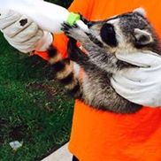 The Critter Team, Humble TX