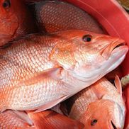 Blue Horizon Wholesale Seafood and Market