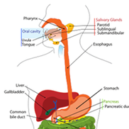 Arizona Gastrointestinal Associates