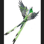 Scizzortail