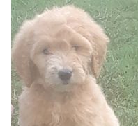 Arkansas Bear Creek Goldens and Doodles