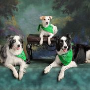 Precocious Paws - Dog Training