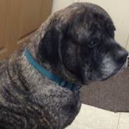 Mastiff Rescue of Florida