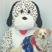 K9 couture best sale