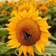 Momentum Counseling and Consultation, LLC