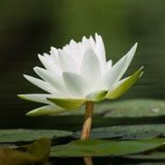 Lotus Root Physical Therapy, LLC