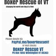 Boxer Rescue VT