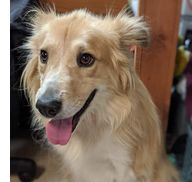 Lost My Way Animal Shelter