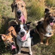 Canine Expression