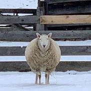 Lamb Realty