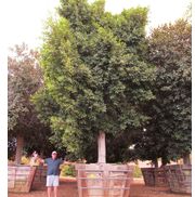 Arborist Services - Riverside, CA - Alignable