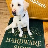 The Hardware Store