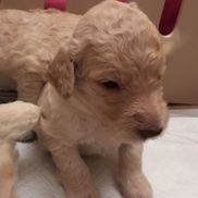 Goldendoodle Galore Lake Worth Fl Alignable