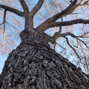 Just Trees Canada Inc.